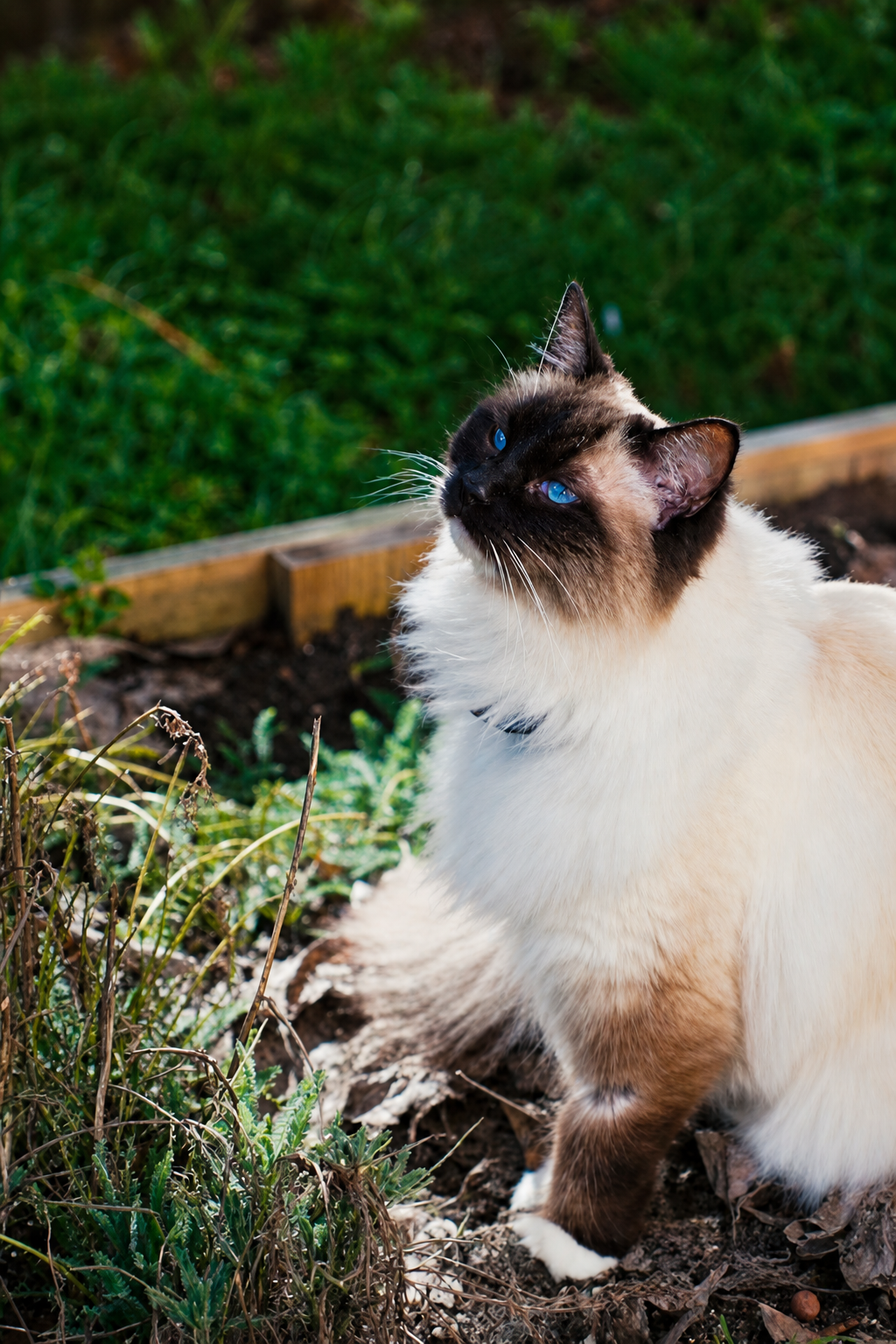 Fluffy ragdoll cat sitting in a raised garden bed in the sunshine