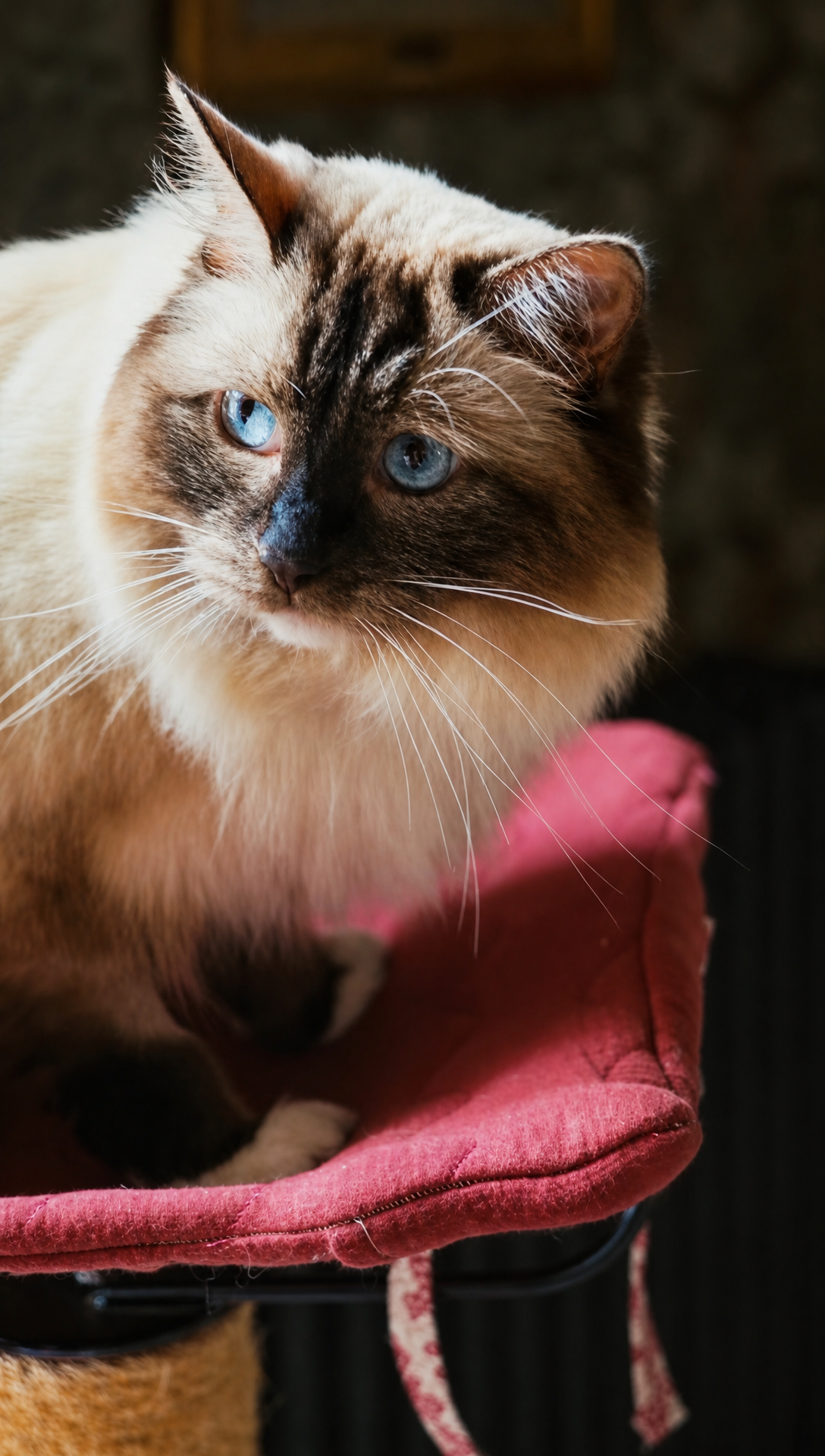 Phoebe the cat sitting on the pink hammock of the reupholstered cat tree