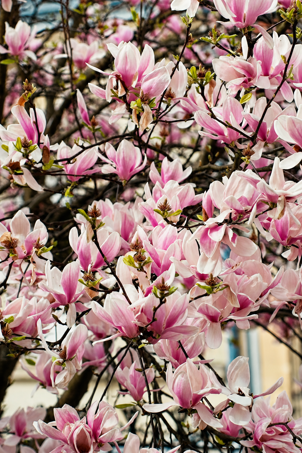Pink magnolia blossom in full flower against the spring sky