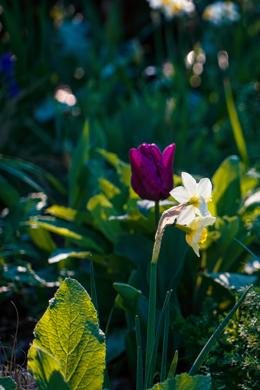 Purple and pink tulips among backlit narcissi in the spring garden