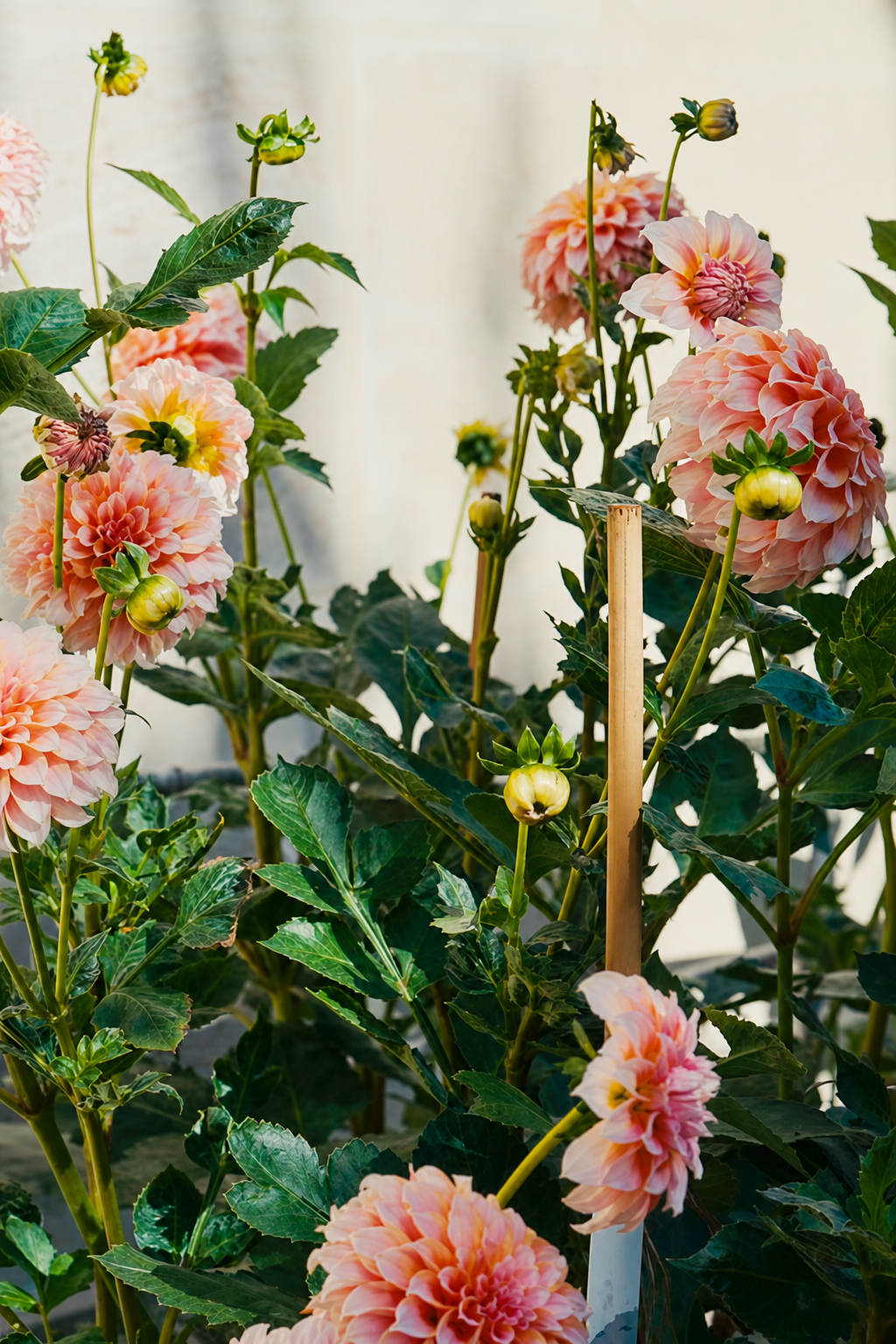 Pink dahlias in full bloom against a pale stone wall in the sunshine