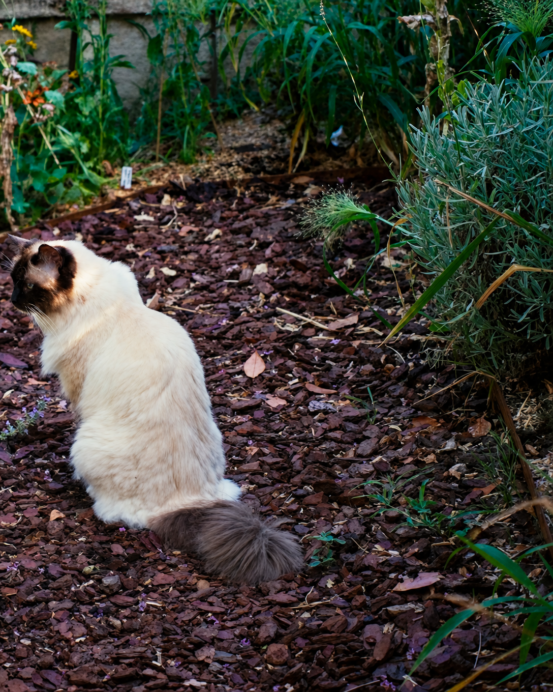 Phoebe the cat sitting on the mulch path among the flower beds