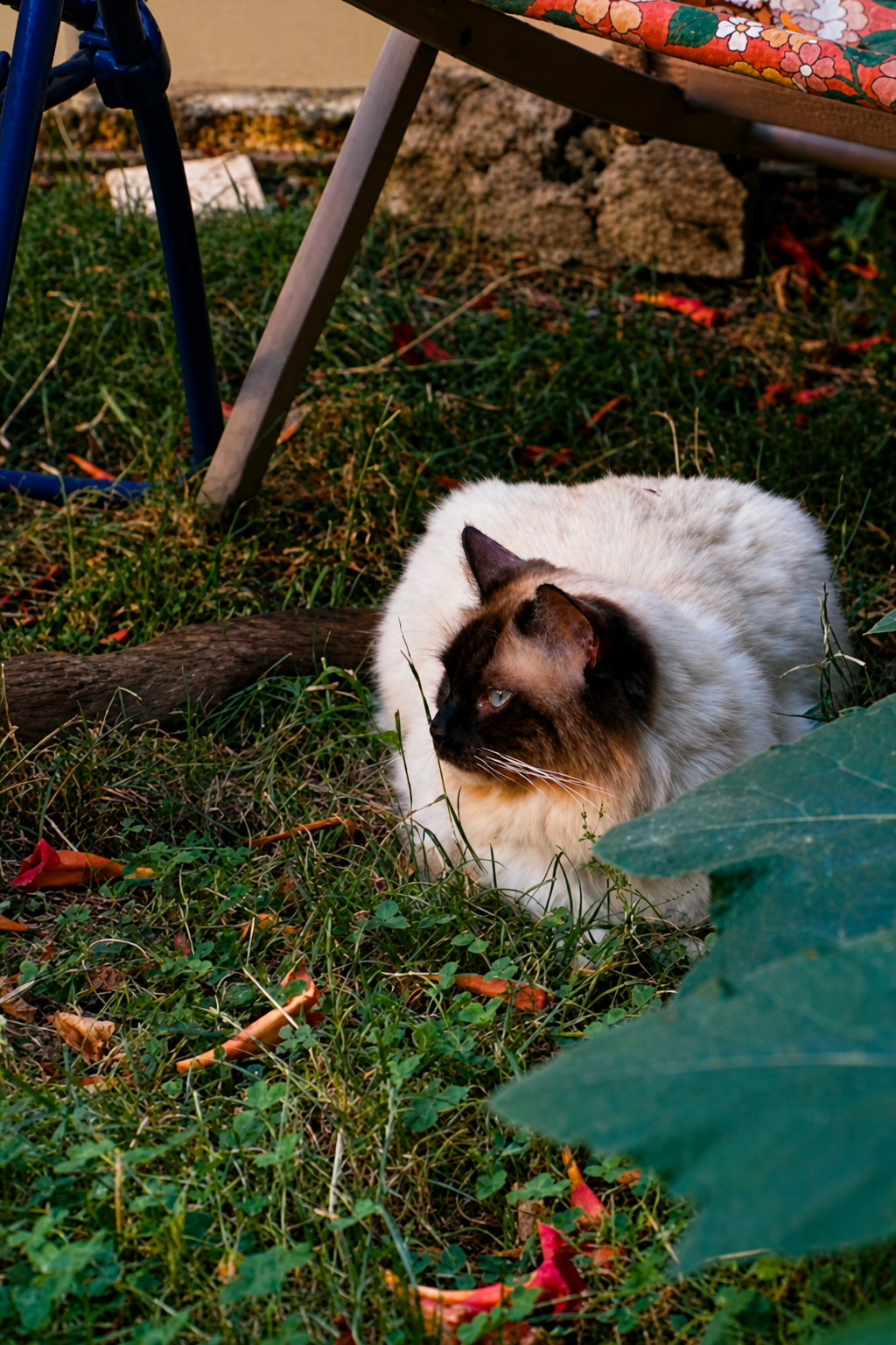 Phoebe the cat lounging in the grass beneath a deck chair in the Bordeaux garden at dusk