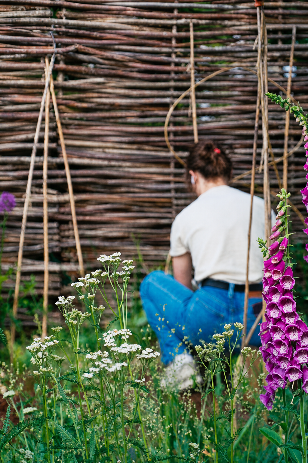 Romy crouched in the front garden behind tall pink foxgloves, woven fence beyond