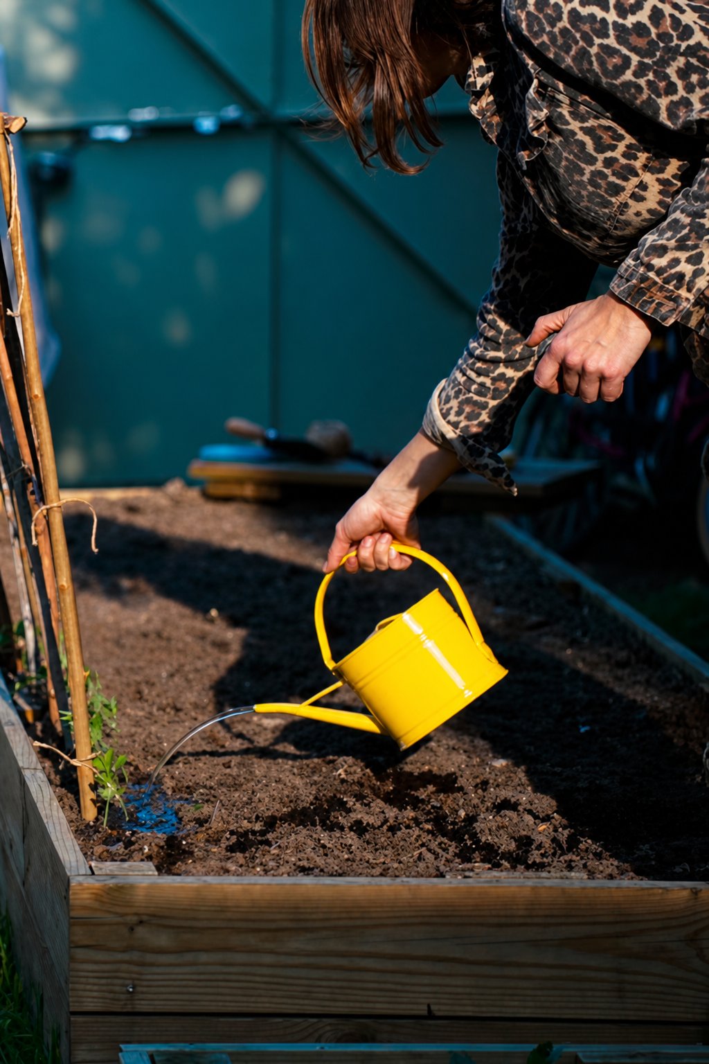 Watering a freshly sown raised bed with a yellow watering can beside the greenhouse