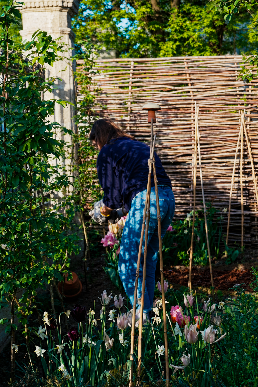 Romy working at the back of the garden among tulips beside the woven willow fence