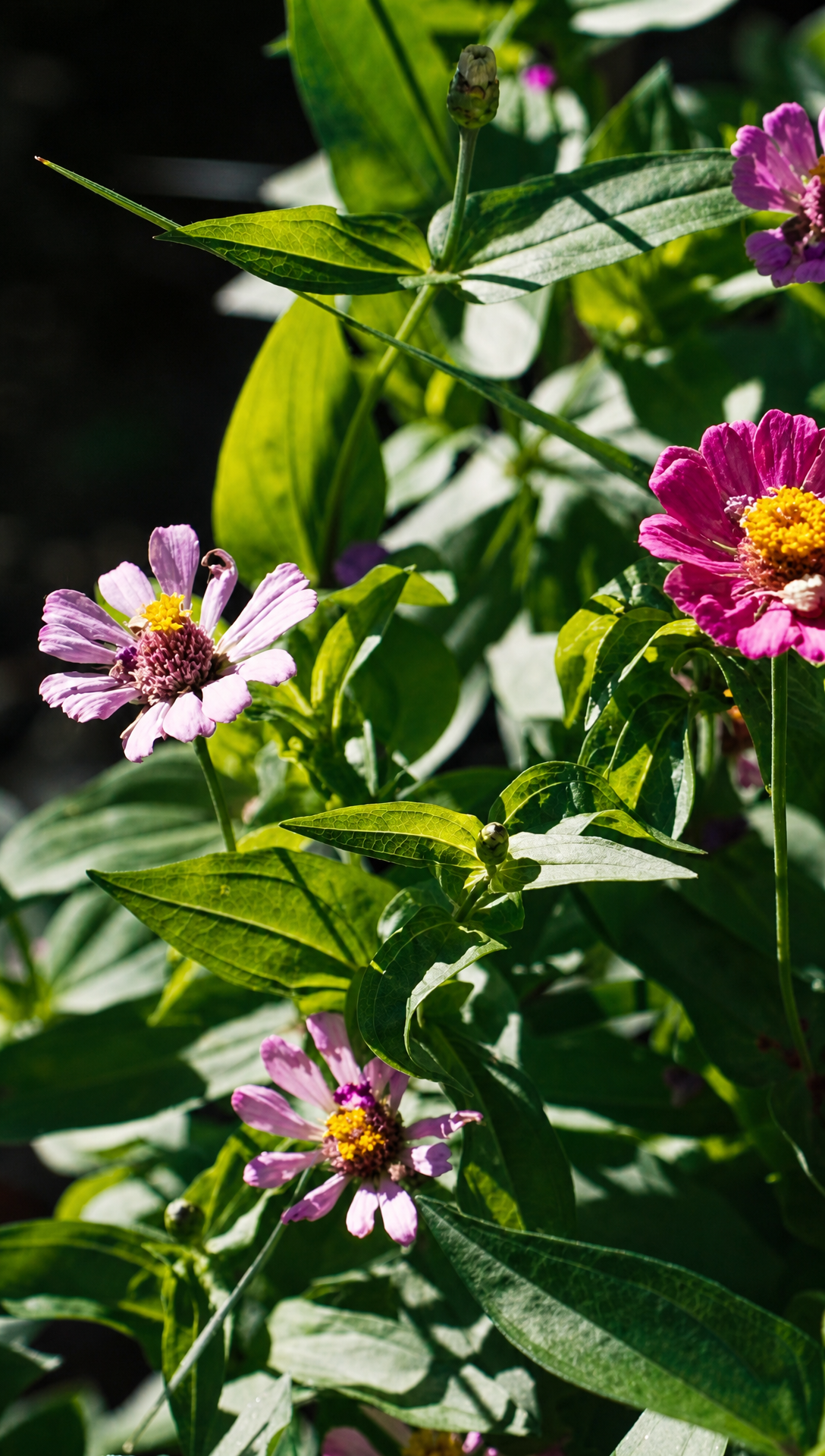 Pink flowers in the border catching the afternoon sun