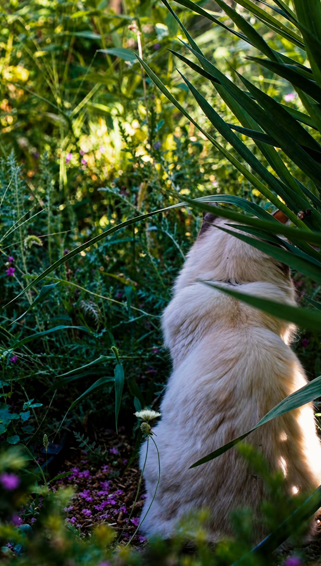 Phoebe the cat sitting in the long grass among the flowers, seen from behind