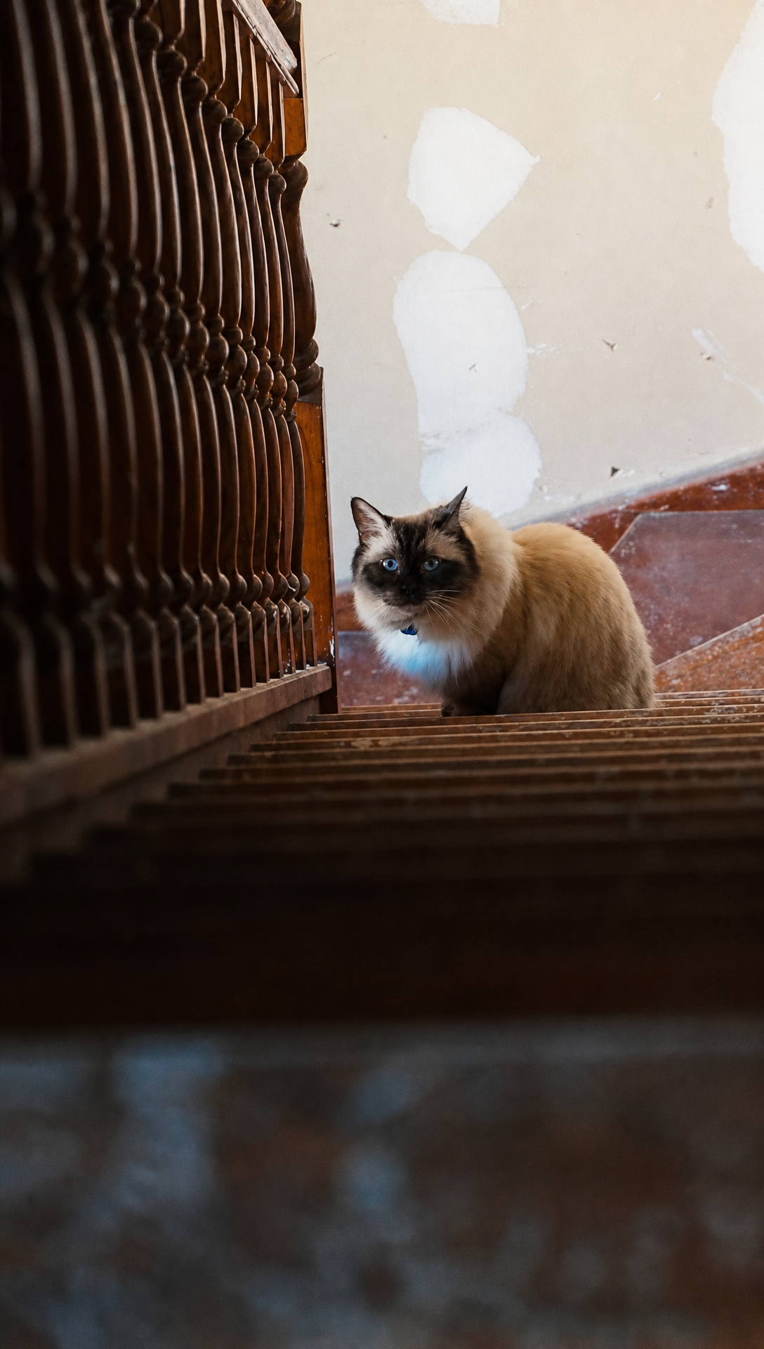 Phoebe the cat sitting on the stairs below the attic, looking up at the camera