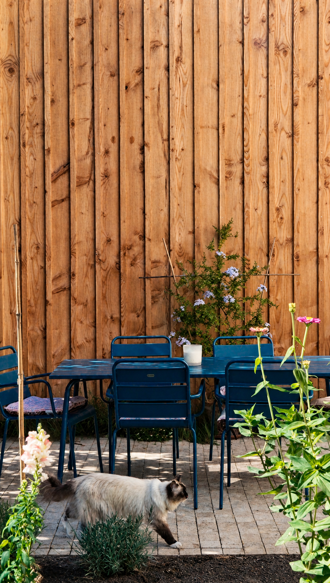 The back terrace with a blue metal table and chairs against the wooden cladding, and Phoebe the cat walking past