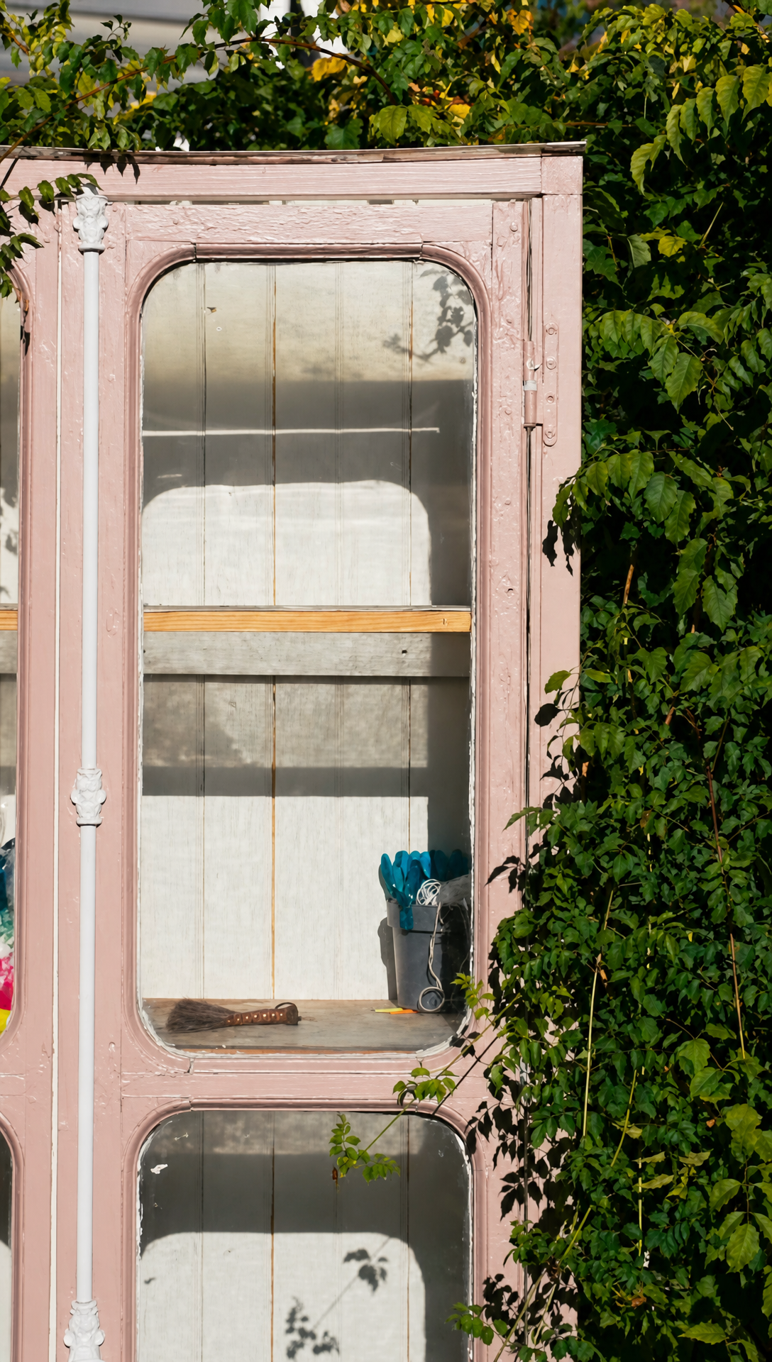 A small greenhouse made from the old pink framed front windows, set against a green hedge